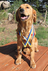 Saca has two S.T.A.R. puppy awards!