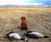 Fergie on a goose hunt in Wyoming