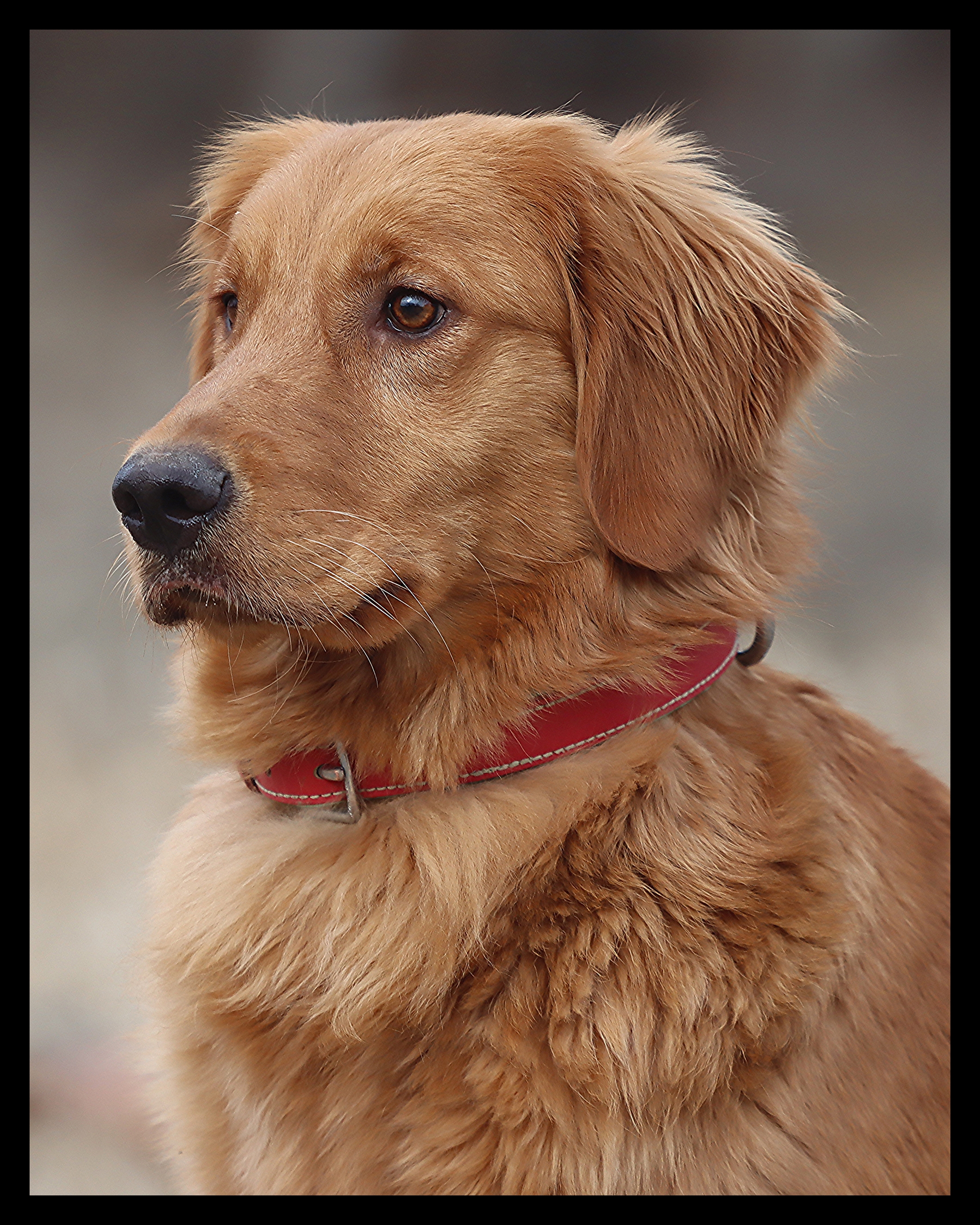 Fringe, a SkyRiver Golden Retriever