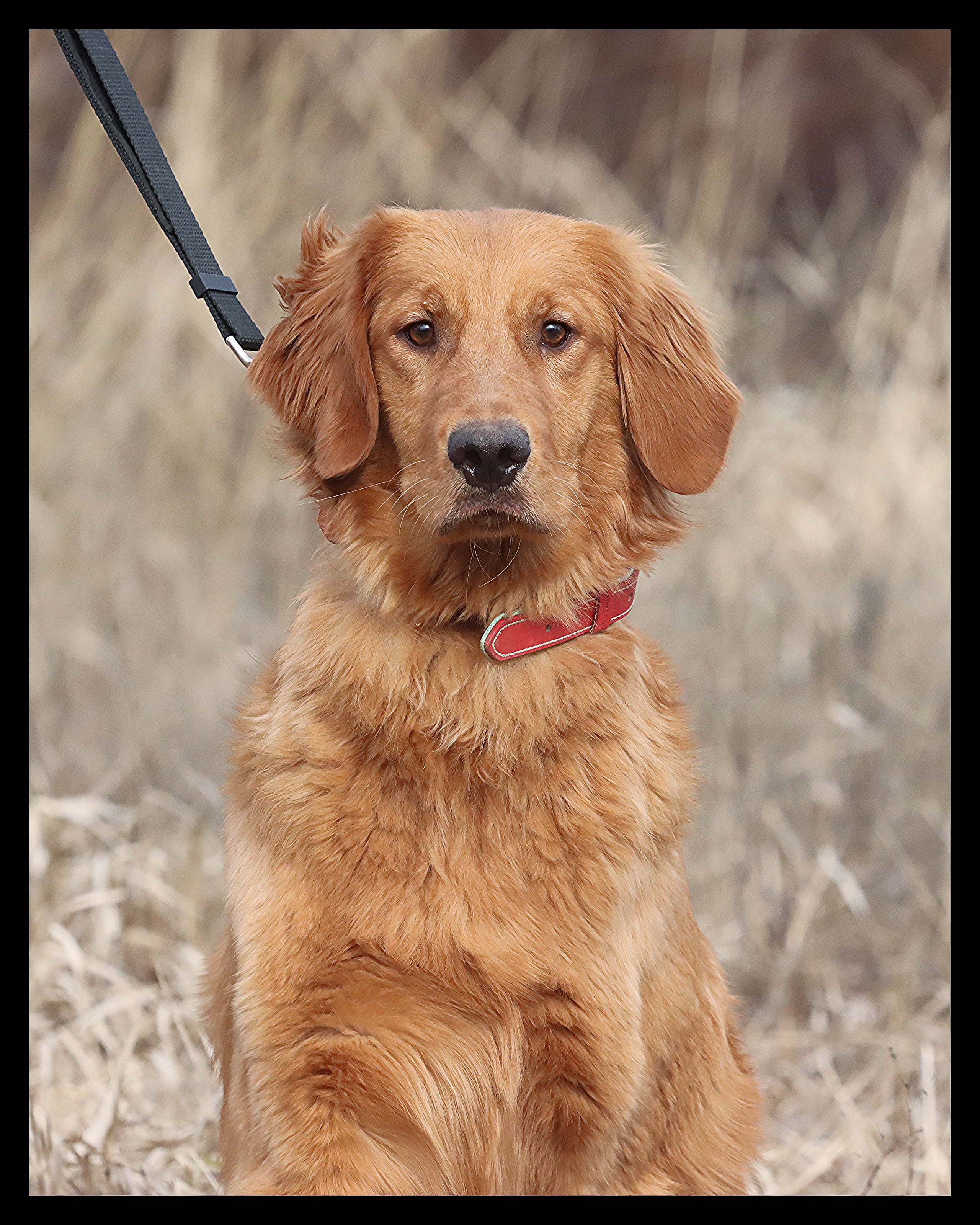 Flip, a SkyRiver Golden Retriever