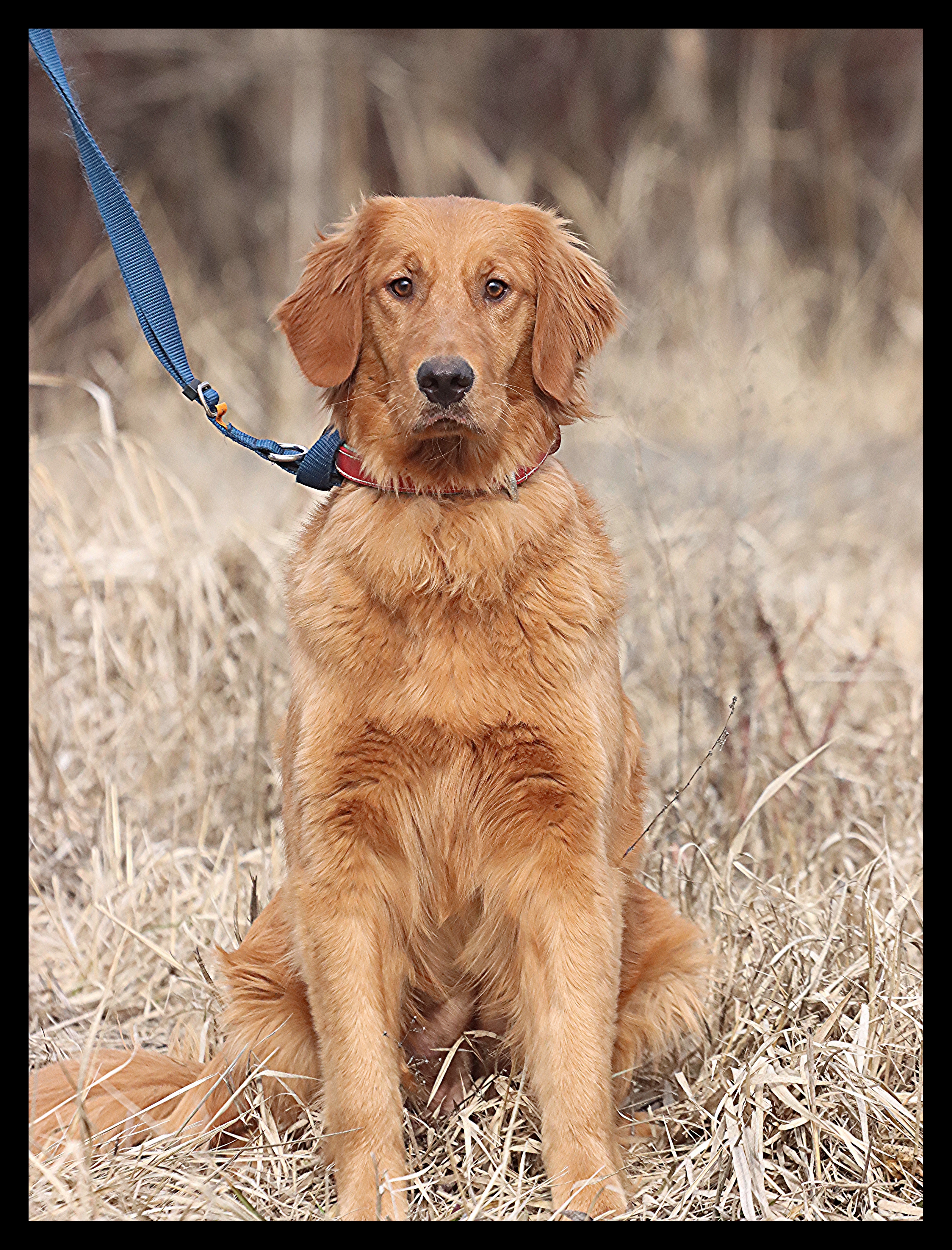 Flip, a SkyRiver Golden Retriever