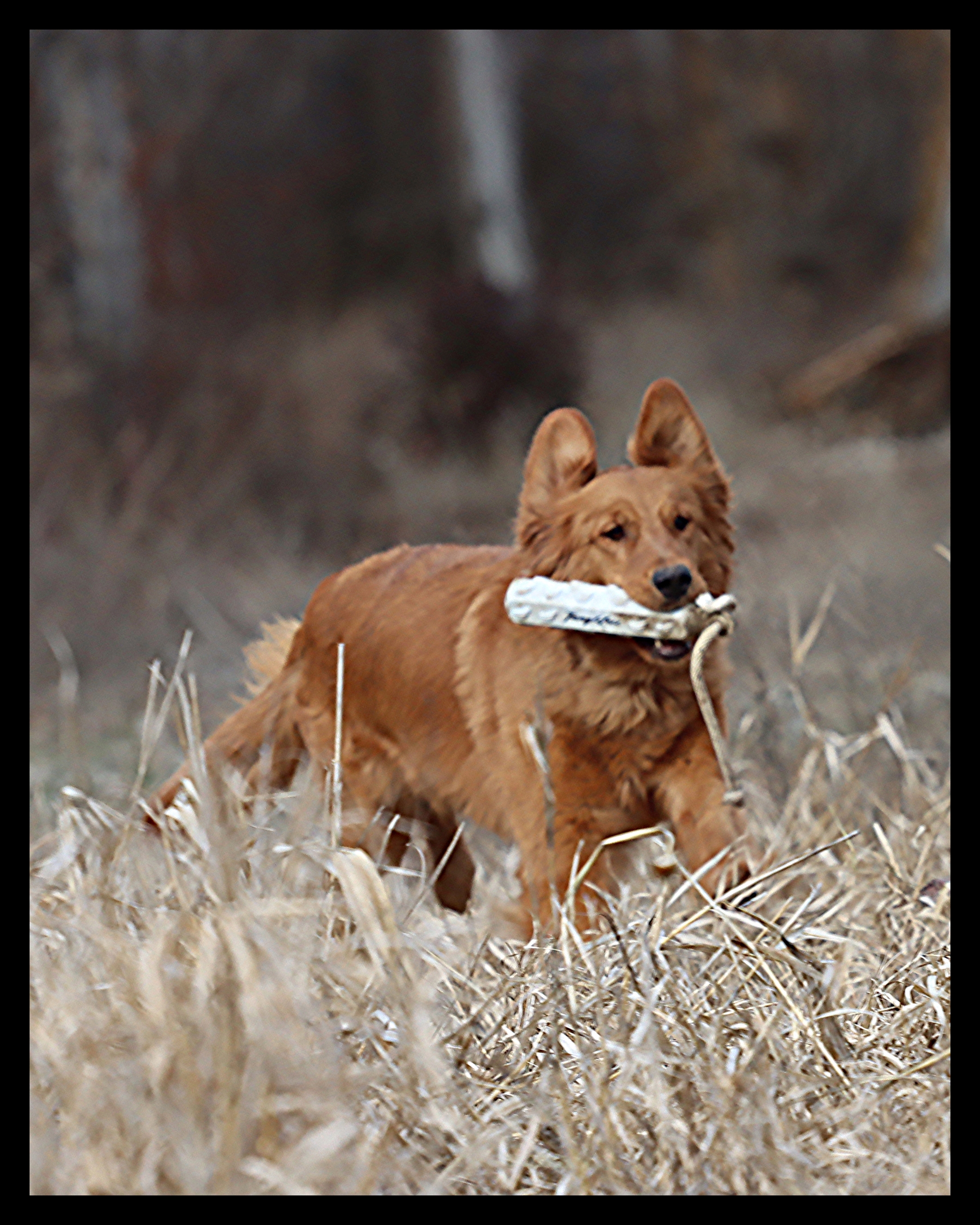 Flip, a SkyRiver Golden Retriever