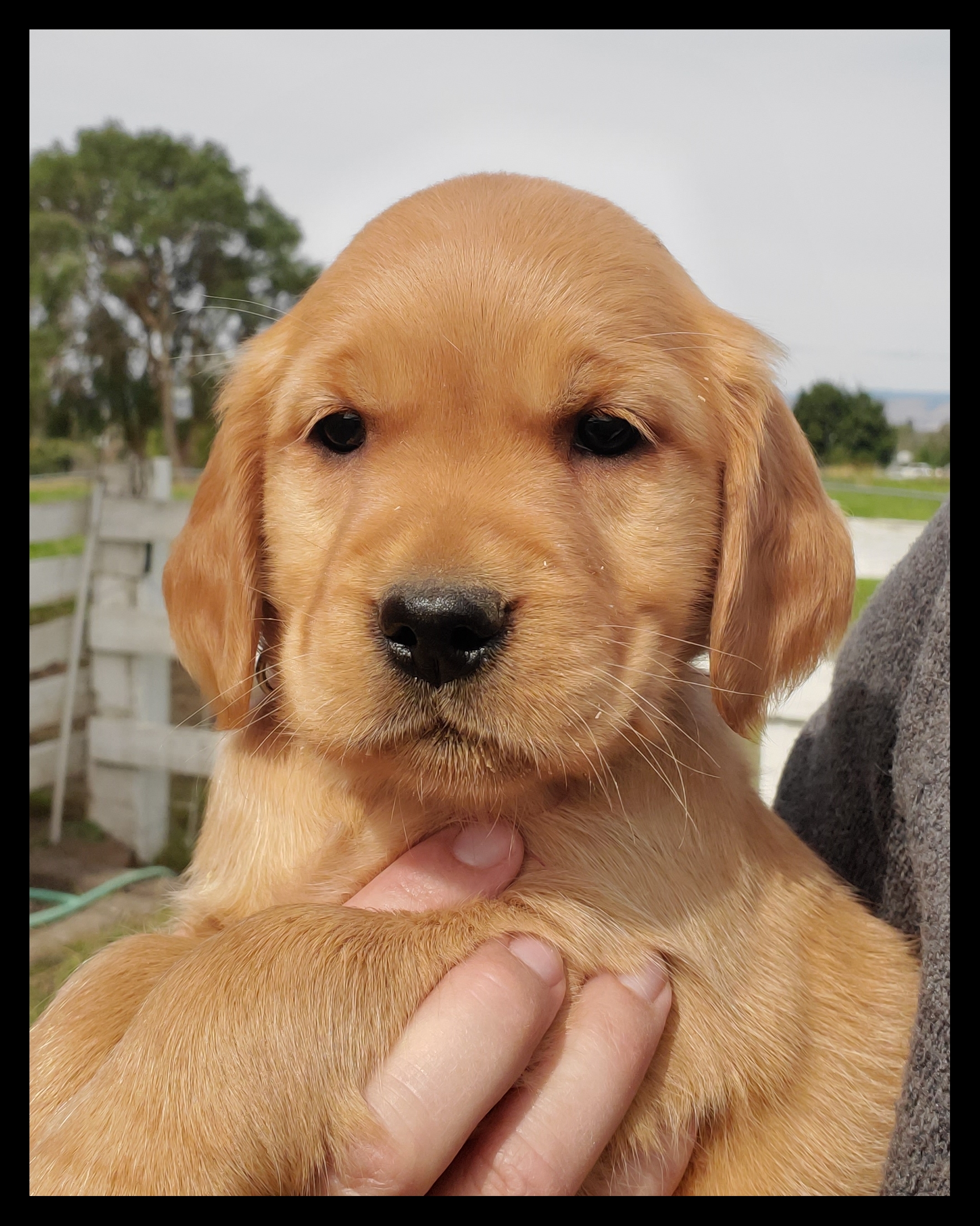 Juniper, a SkyRiver Golden