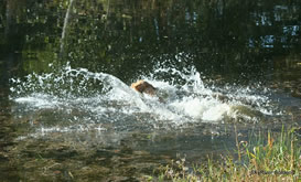 Bliss splashes down into the water, ready to go get her bumper!