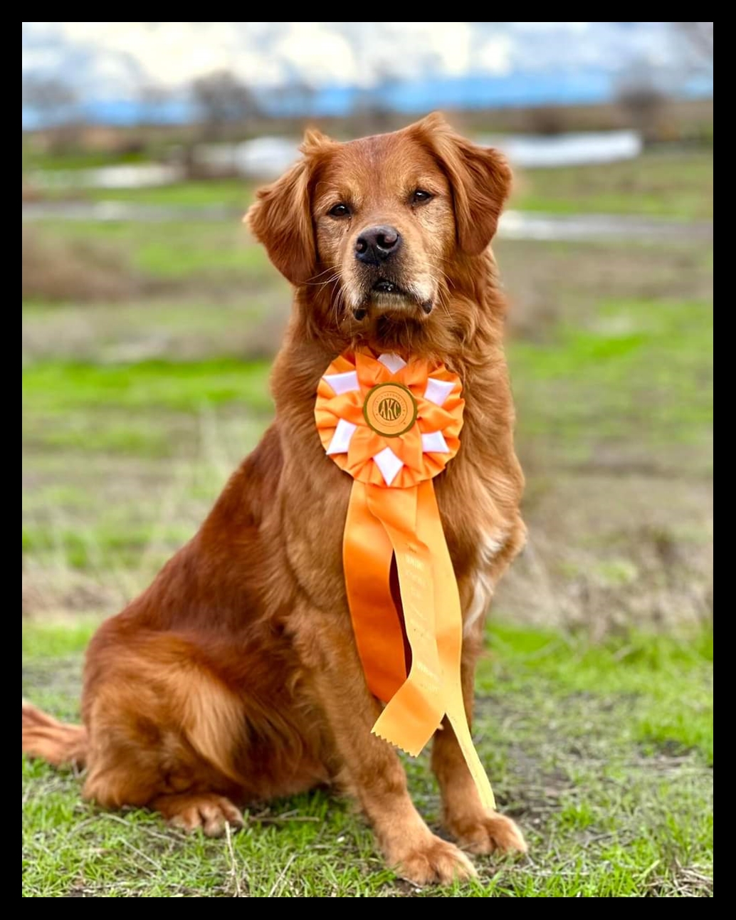 Fringe, a SkyRiver Golden Retriever